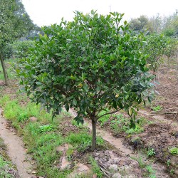 武漢室外綠化家庭花木報(bào)價(jià)，武漢室內(nèi)綠植工廠花木單位綠化服務(wù)